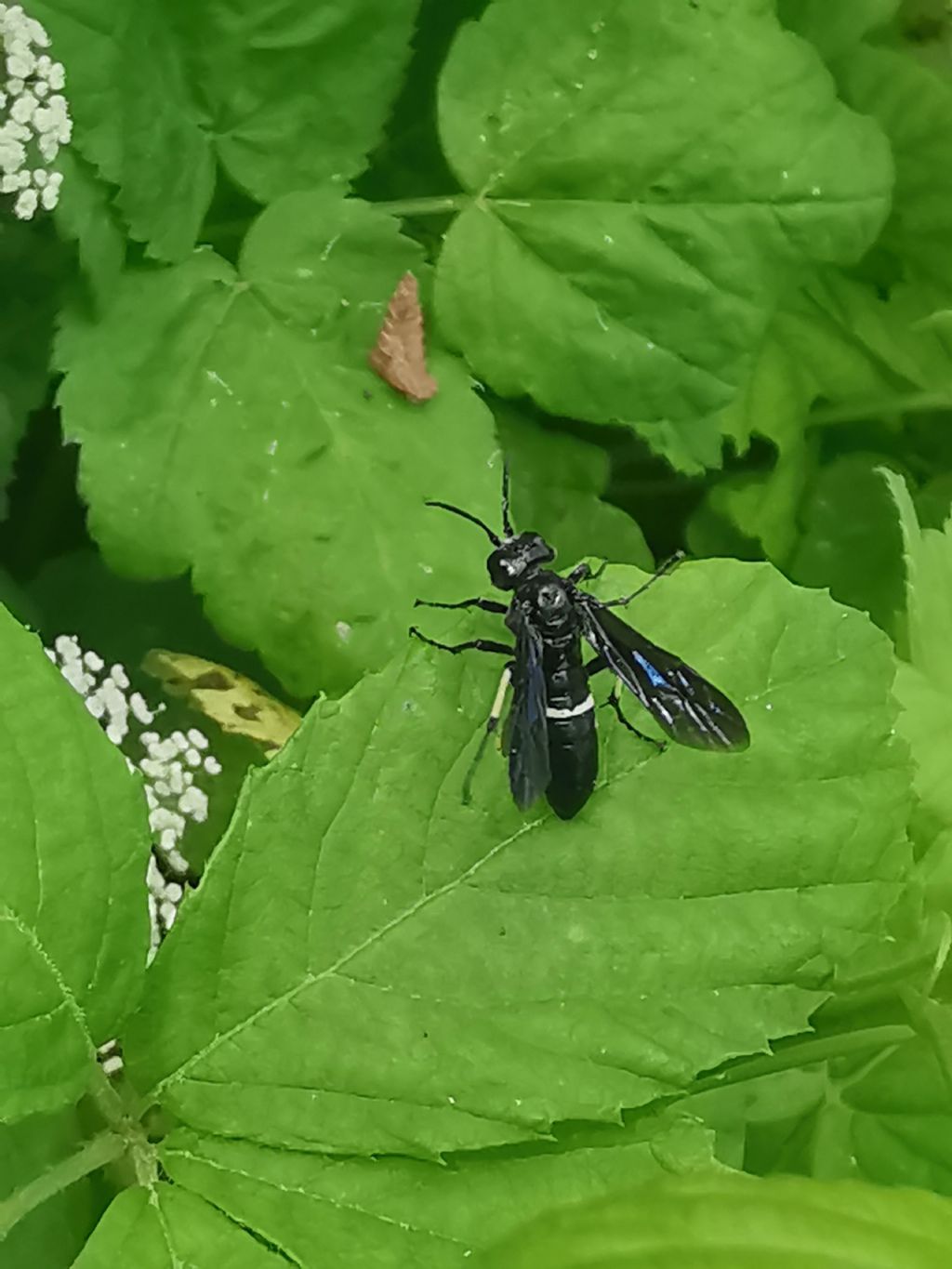 Macrophya....? no, Tenthredo bifasciata