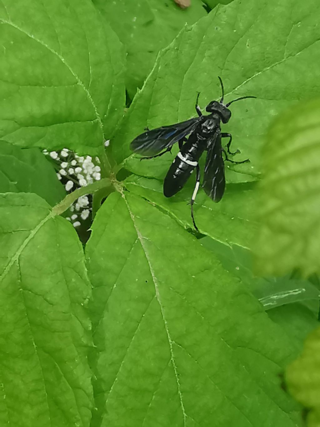 Macrophya....? no, Tenthredo bifasciata