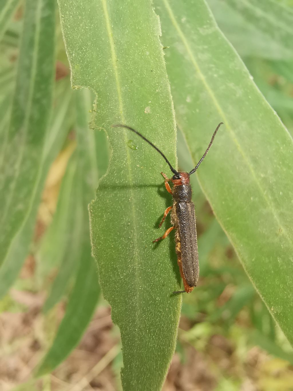 Cerambycidae: Oberea erythrocephala?  S