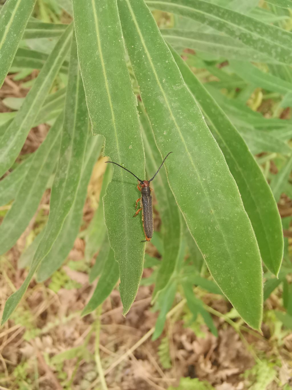 Cerambycidae: Oberea erythrocephala?  S