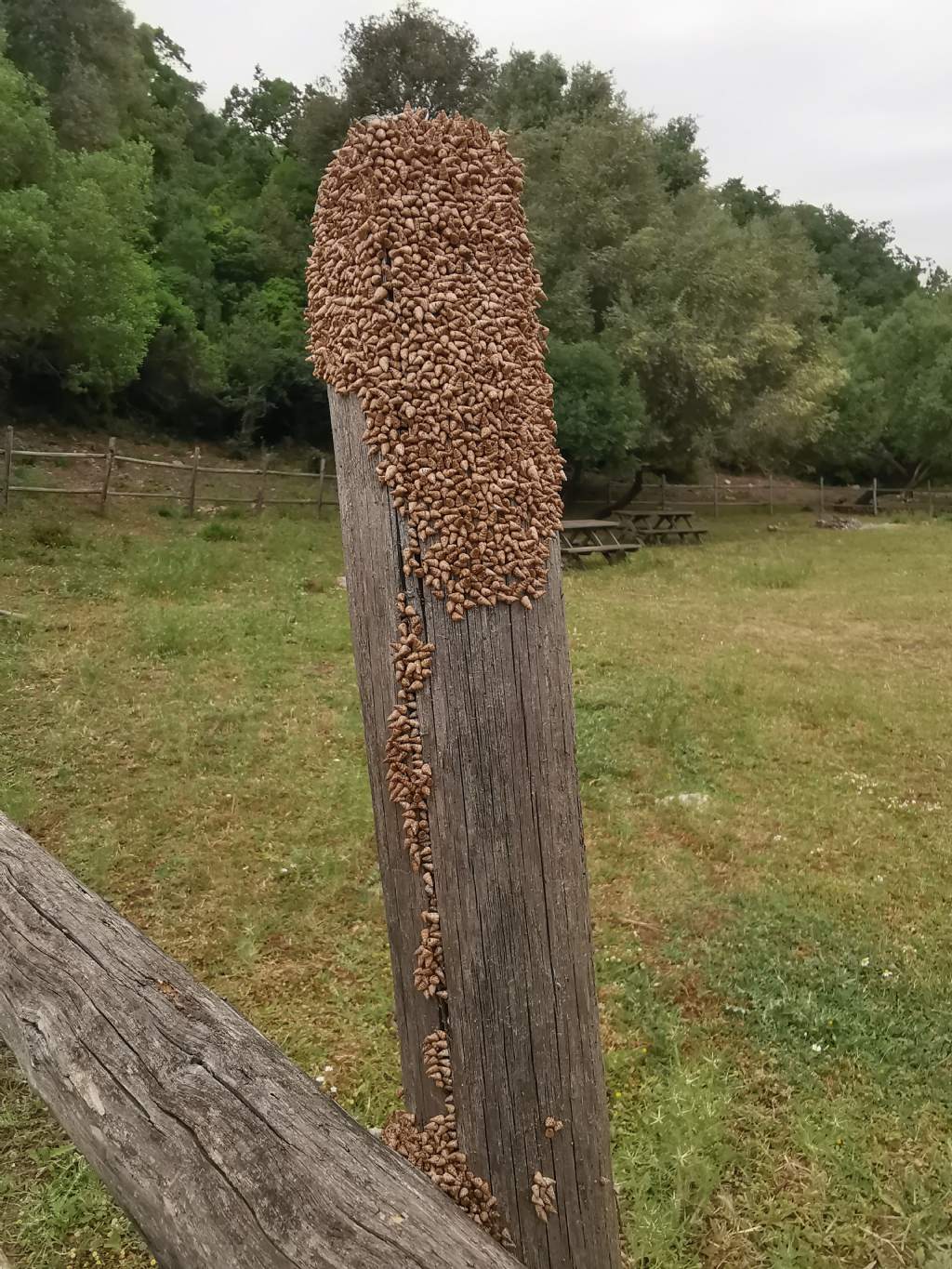 ID Assembramento! Cochlicella?