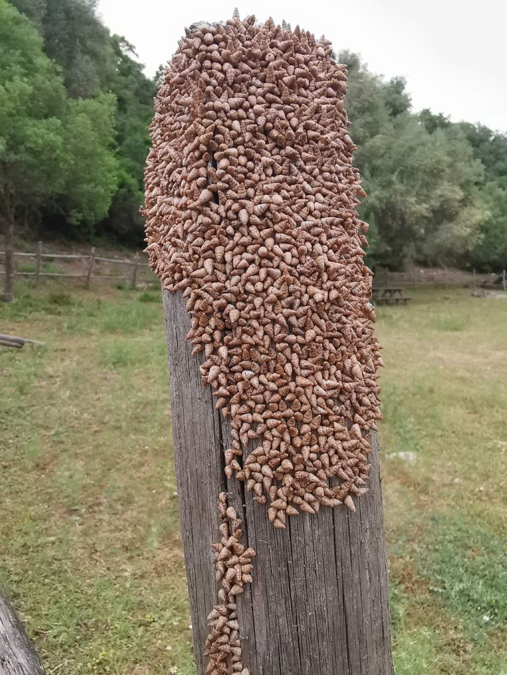 ID Assembramento! Cochlicella?