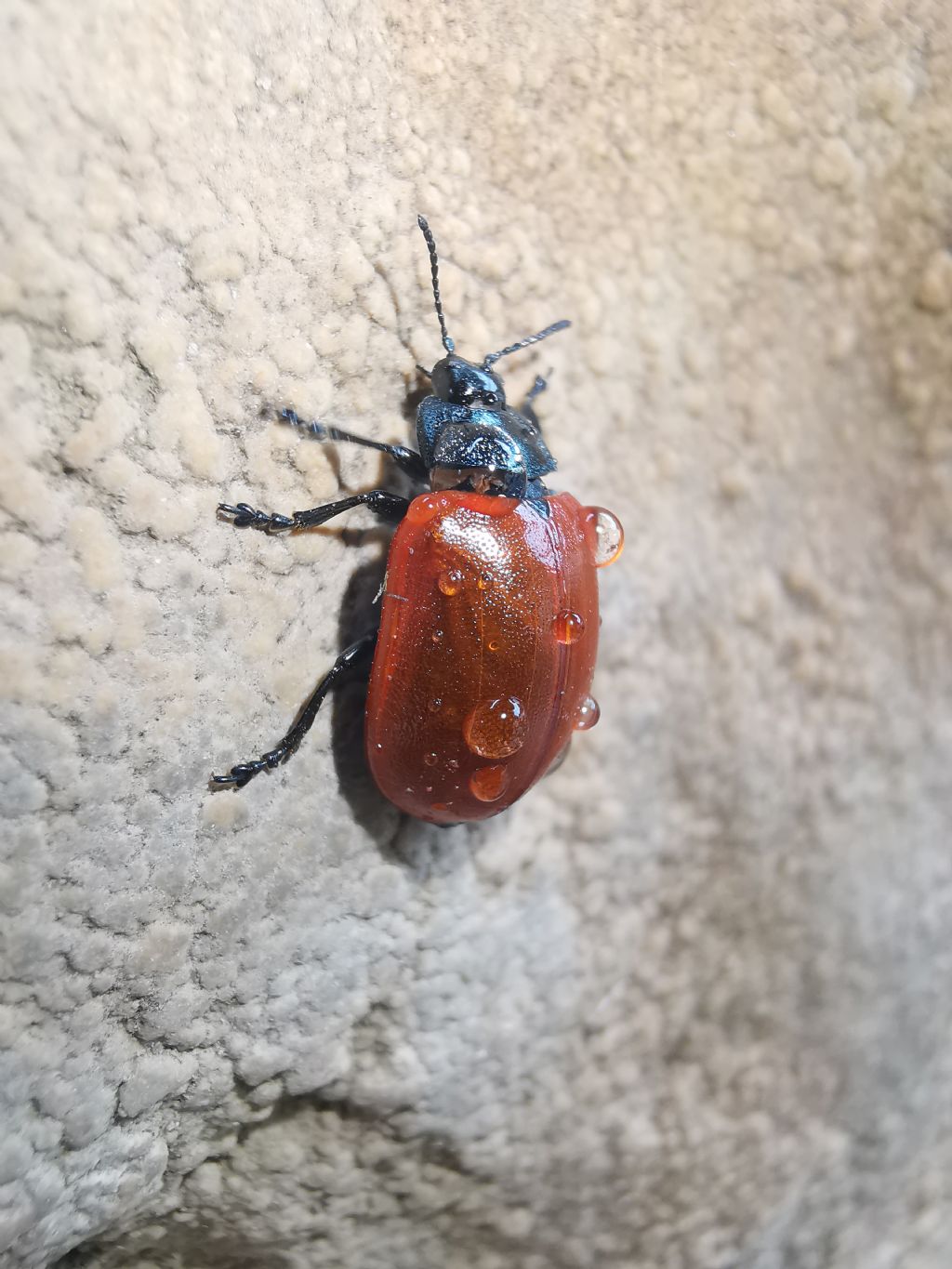 Chrysomelidae: Chrysomela populi? S.