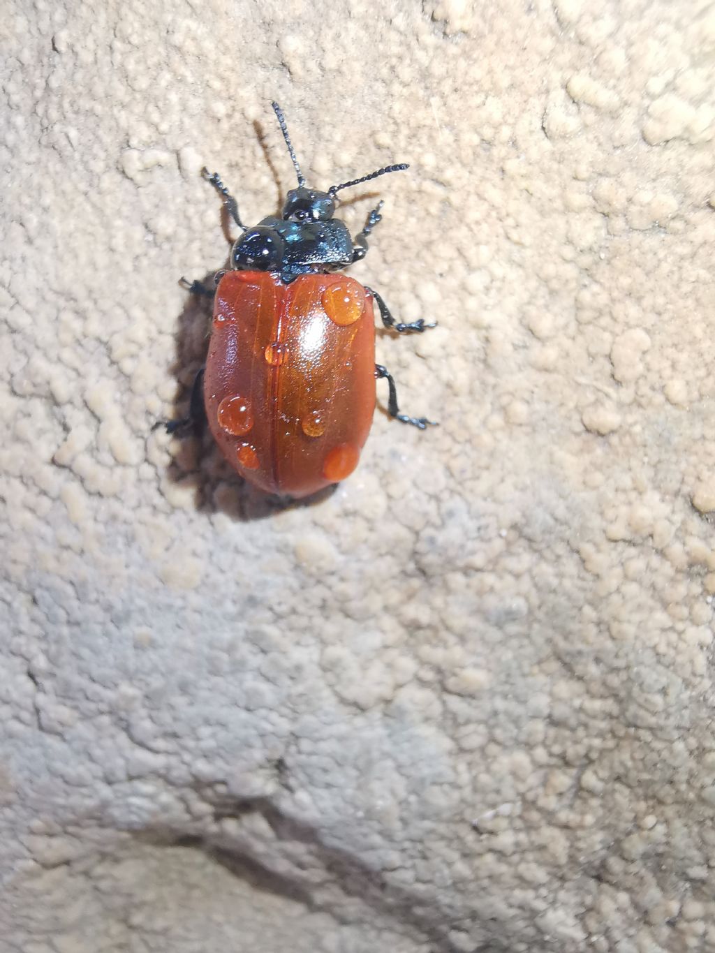 Chrysomelidae: Chrysomela populi? S.