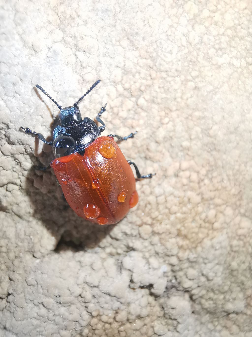 Chrysomelidae: Chrysomela populi? S.