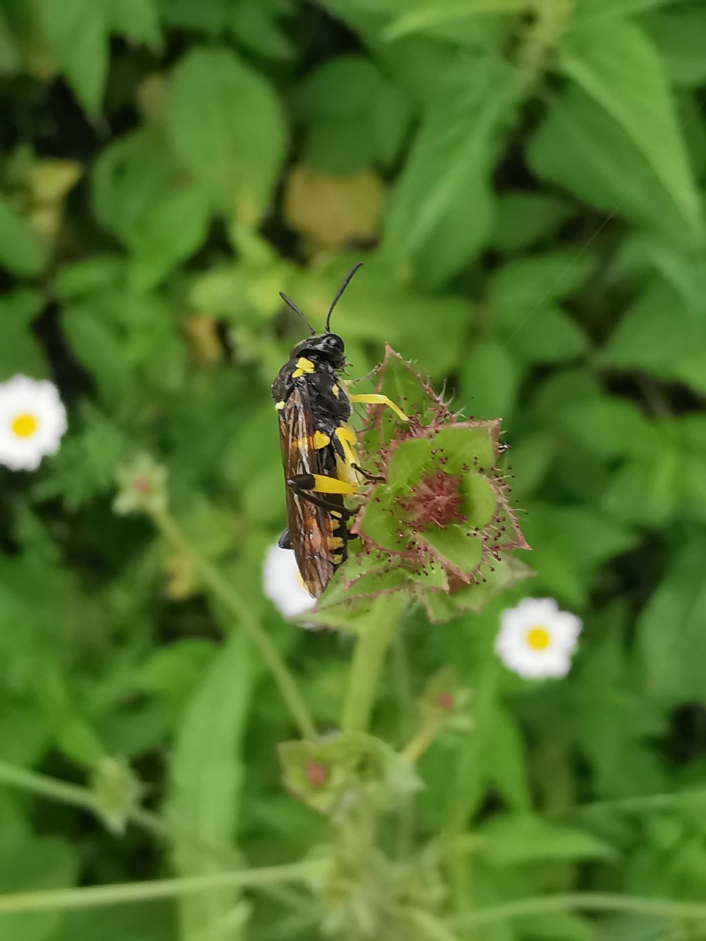 Macrophya montana? s!