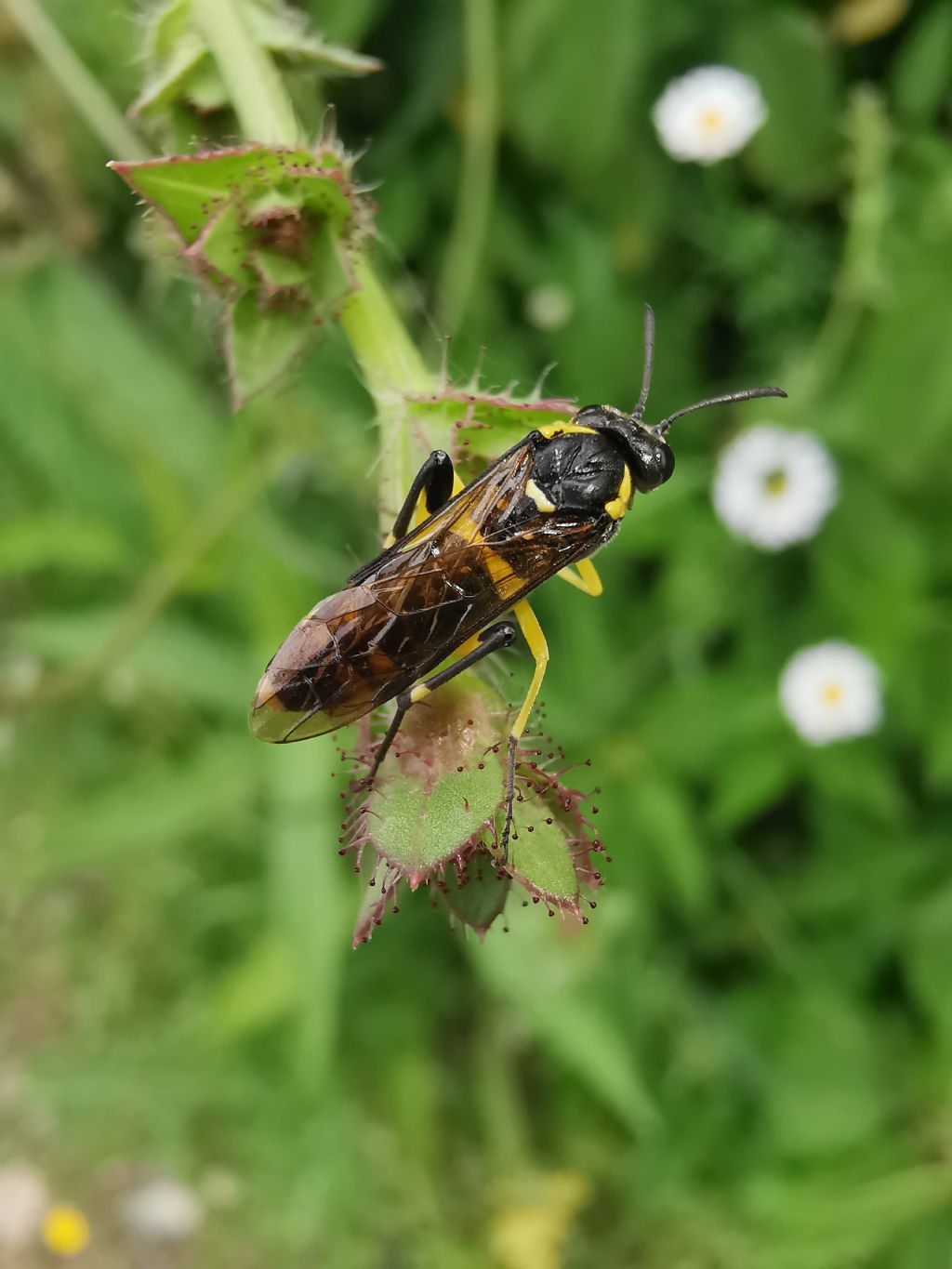 Macrophya montana? s!