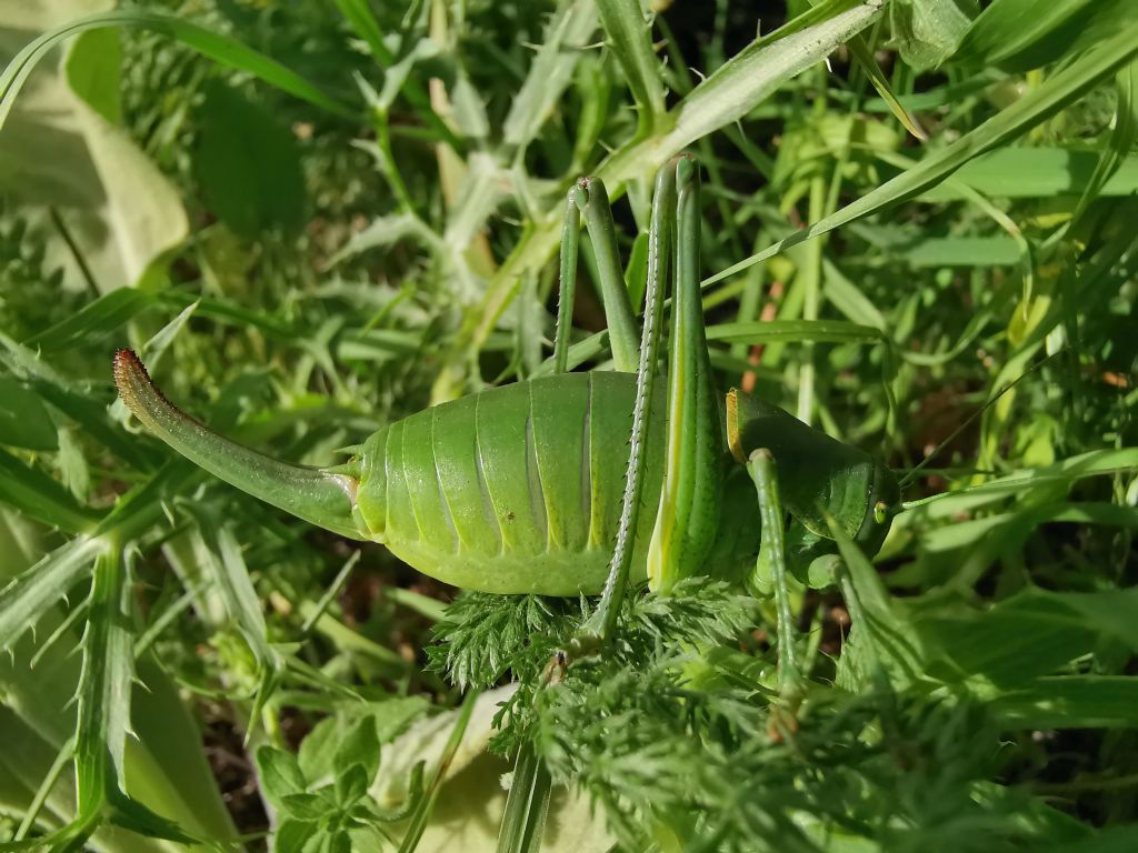 Polysarcus denticauda