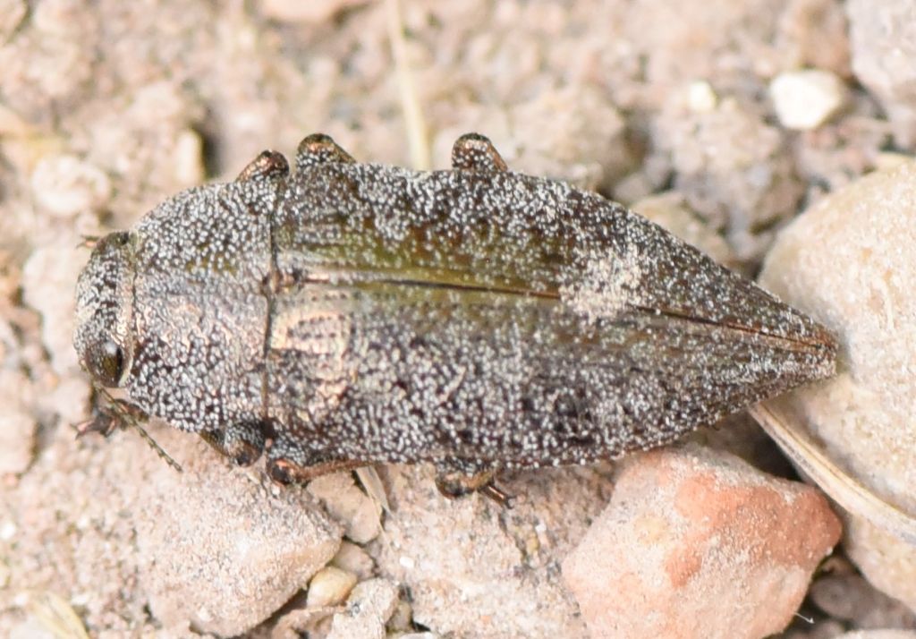 Buprestidae: Dicerca sp.?  S, Dicerca aenea