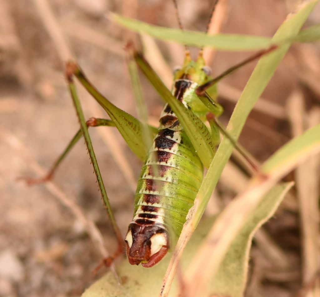 Andreiniimon nuptialis