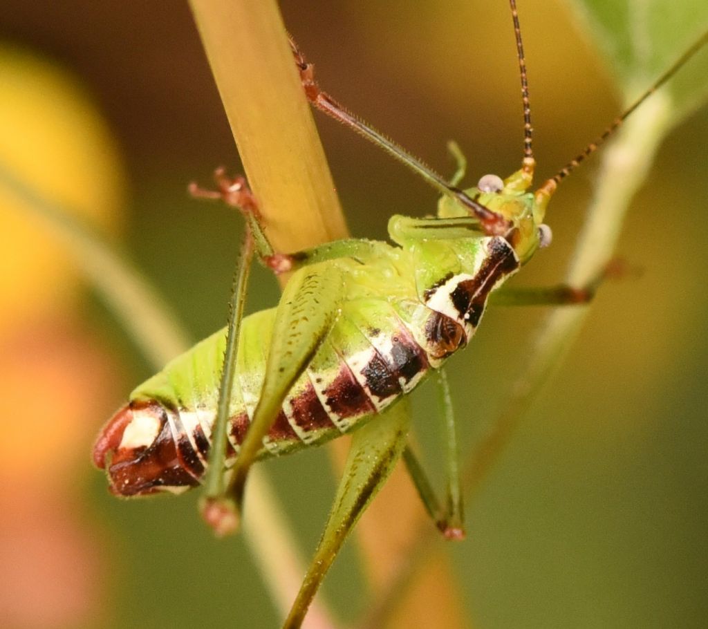 Andreiniimon nuptialis