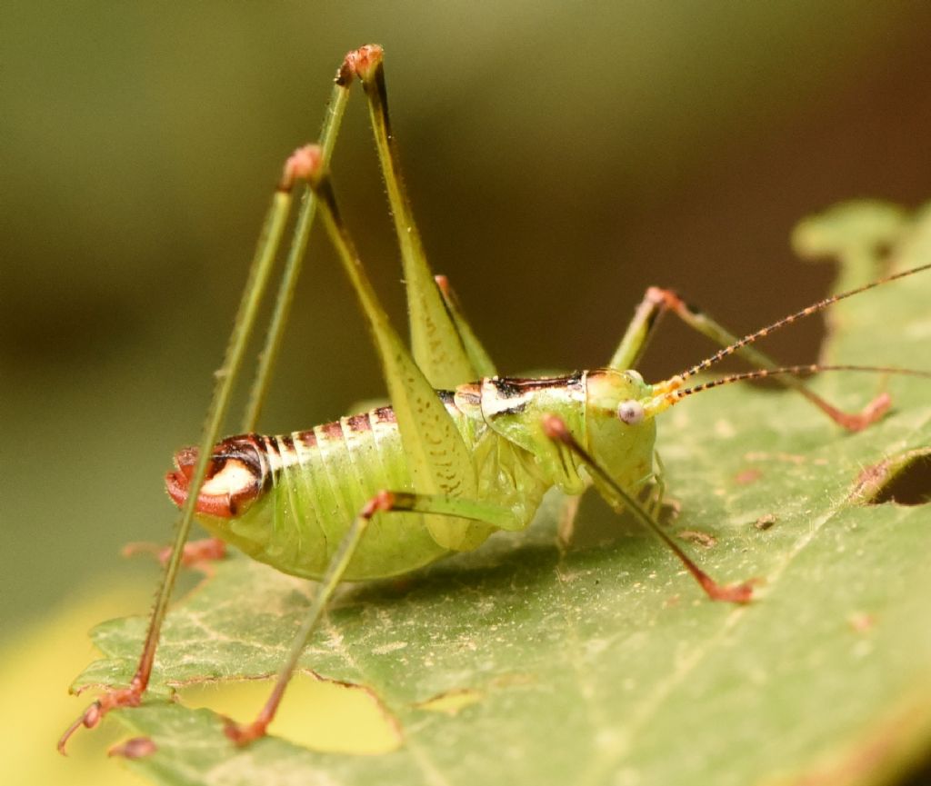 Andreiniimon nuptialis