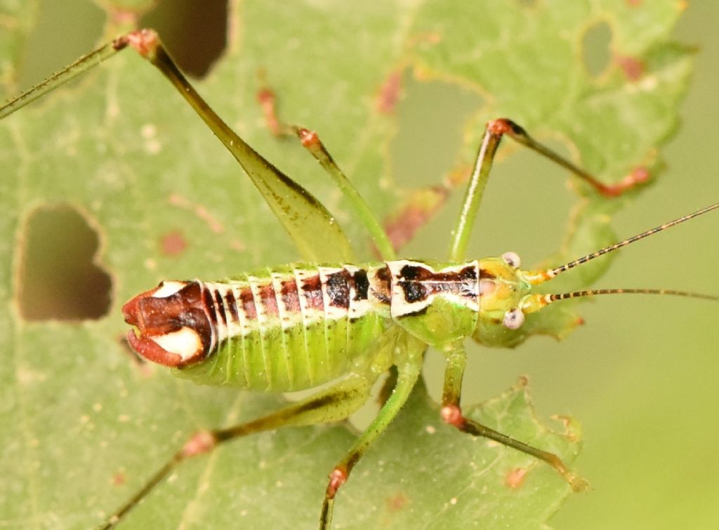 Andreiniimon nuptialis