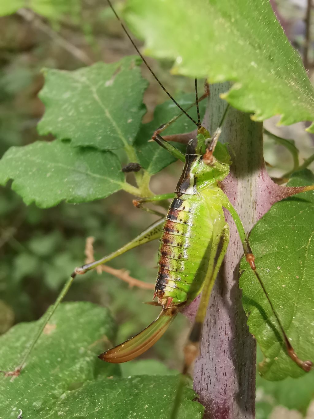 Andreiniimon nuptialis