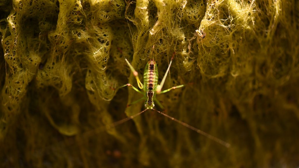 Andreiniimon nuptialis