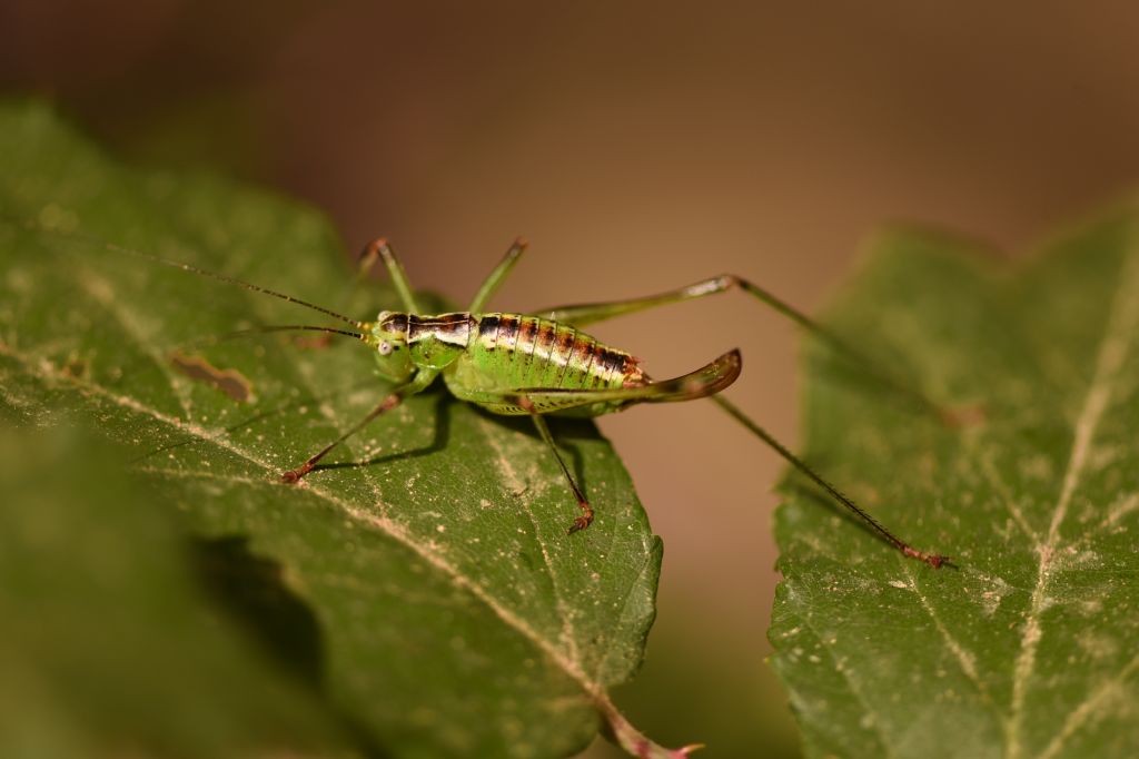 Andreiniimon nuptialis