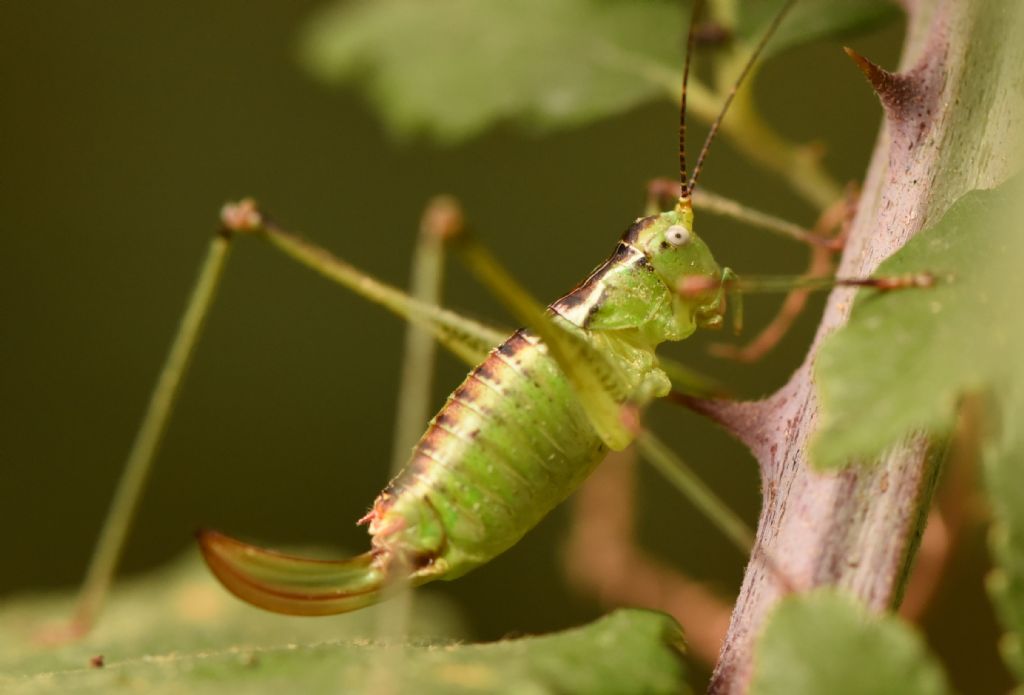 Andreiniimon nuptialis