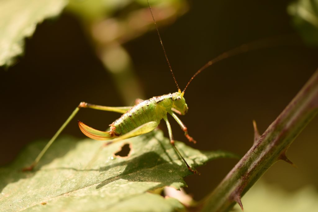 Andreiniimon nuptialis