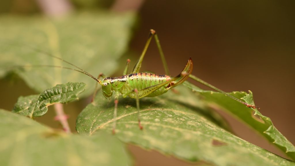 Andreiniimon nuptialis