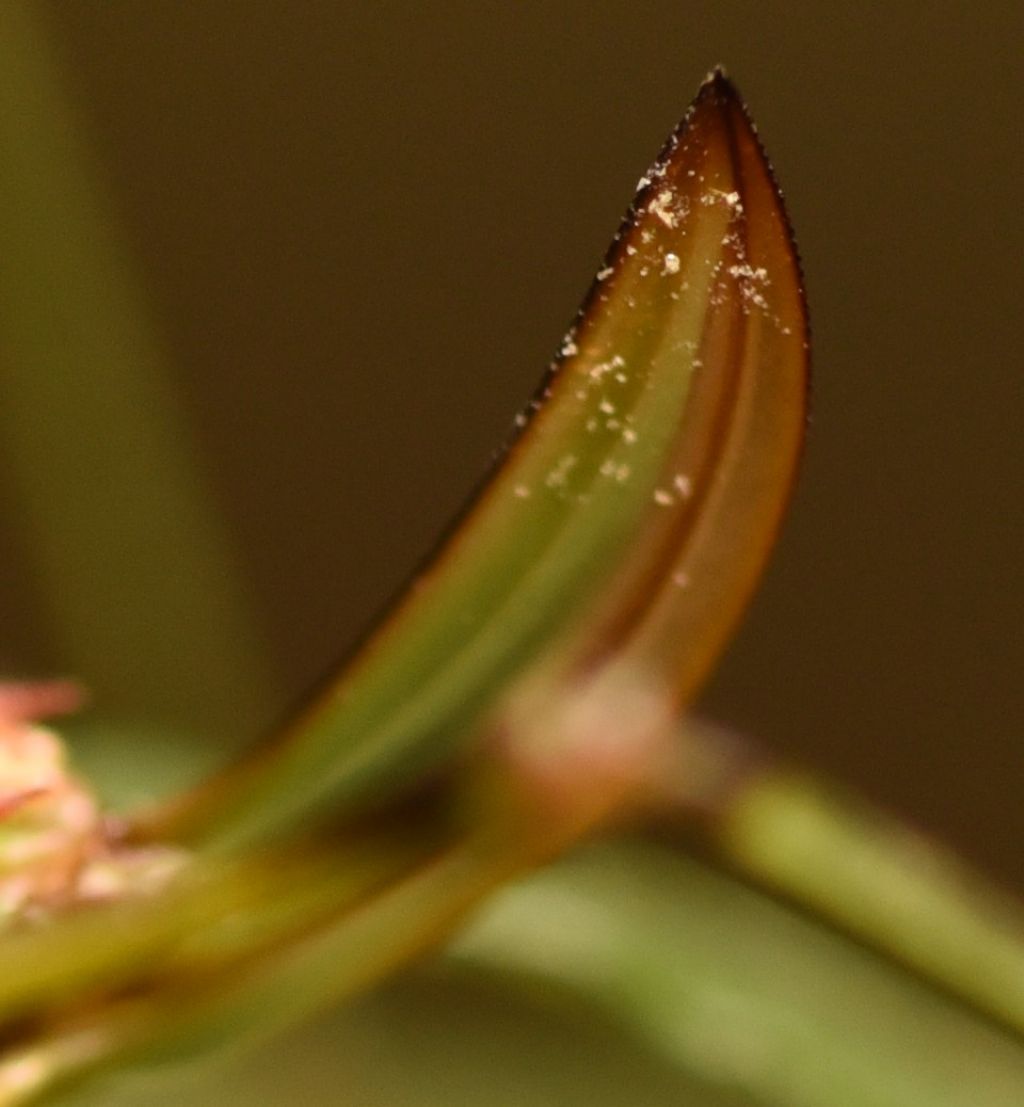 Andreiniimon nuptialis