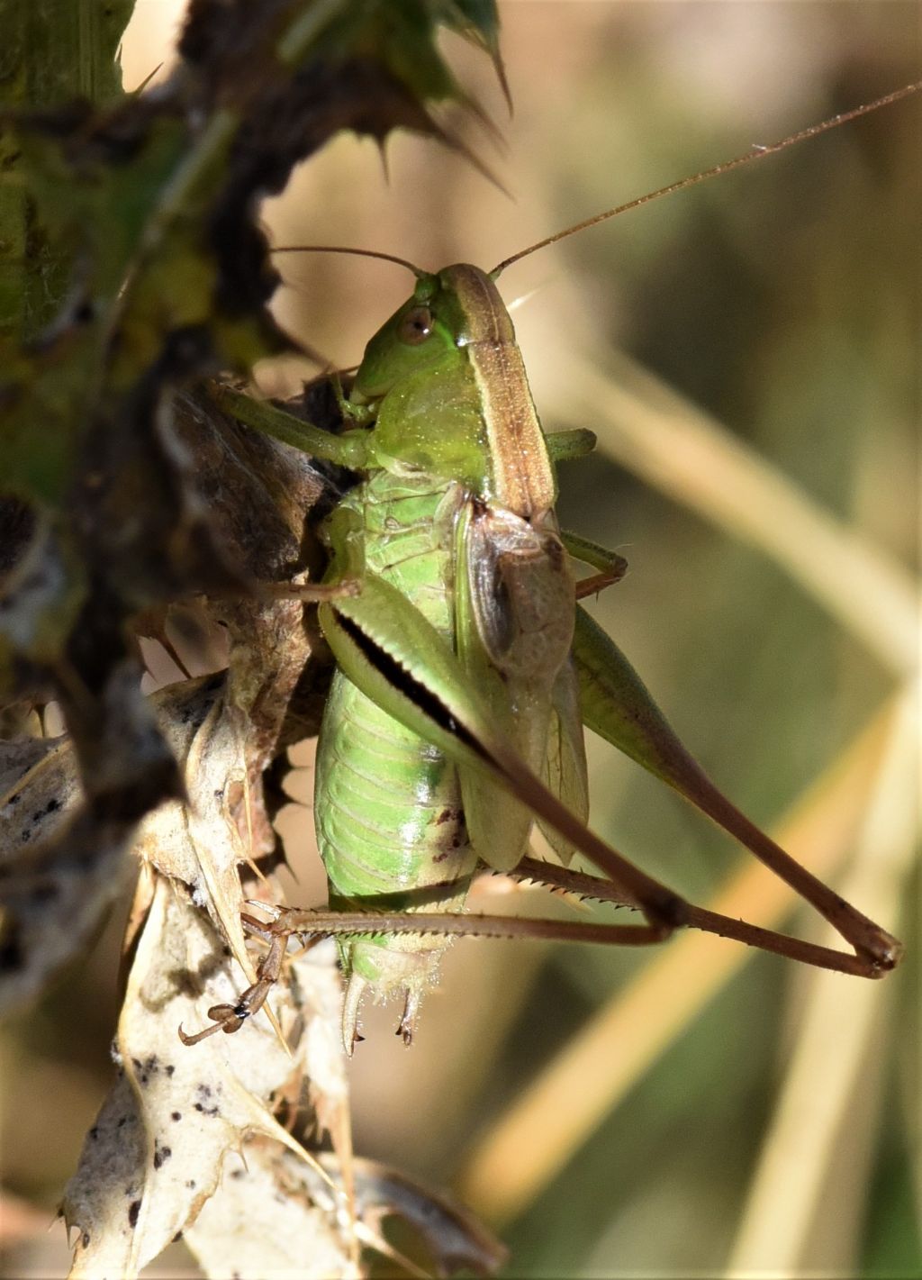 Bicolorana bicolor nel Parco Nazionale dei Monti Sibillini: nuova per le Marche