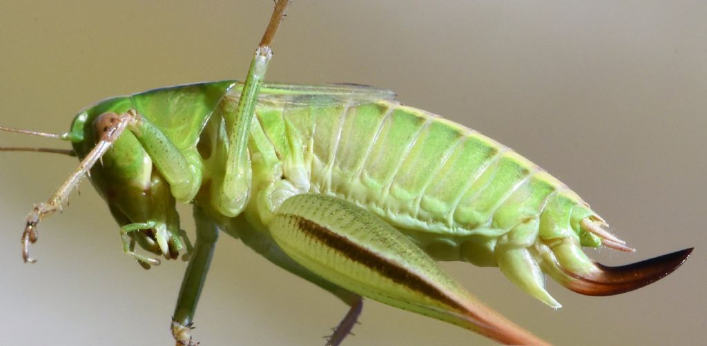 Bicolorana bicolor nel Parco Nazionale dei Monti Sibillini: nuova per le Marche