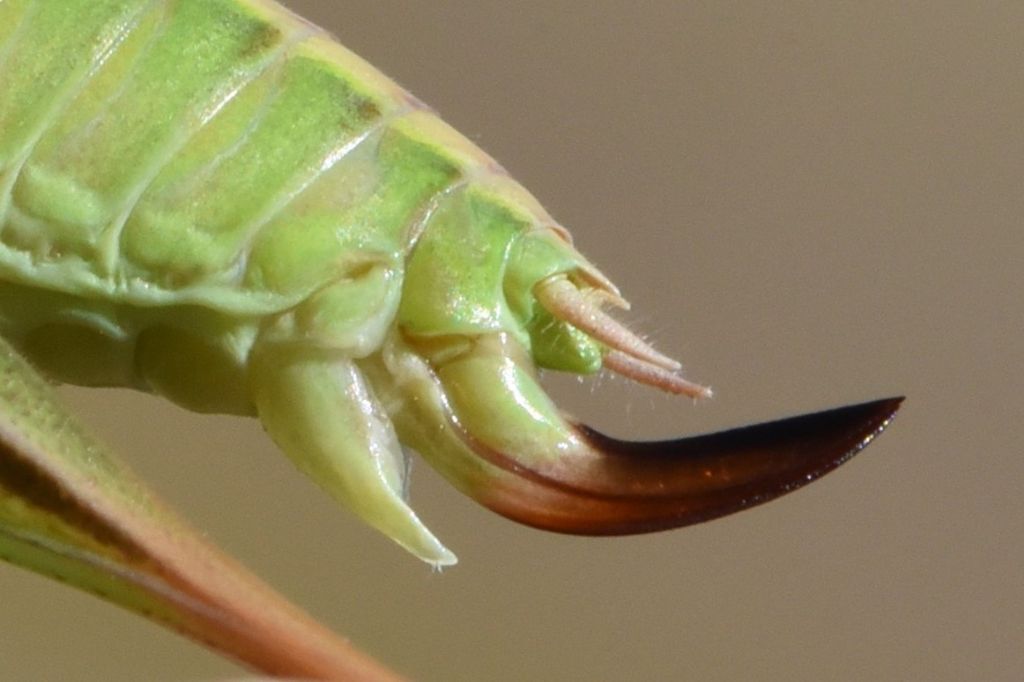 Bicolorana bicolor nel Parco Nazionale dei Monti Sibillini: nuova per le Marche