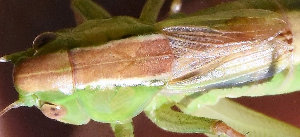 Bicolorana bicolor nel Parco Nazionale dei Monti Sibillini: nuova per le Marche