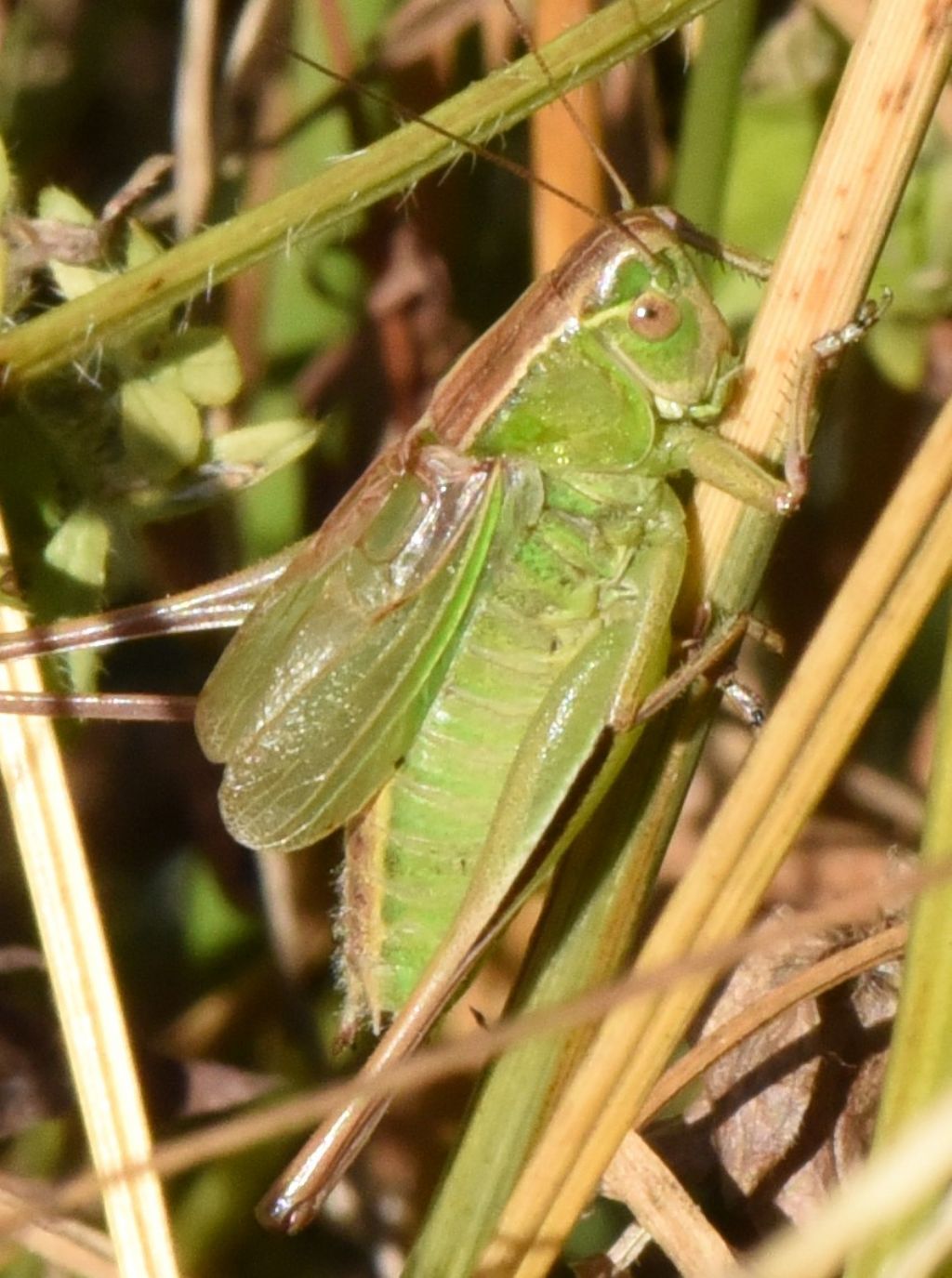 Bicolorana bicolor nel Parco Nazionale dei Monti Sibillini: nuova per le Marche