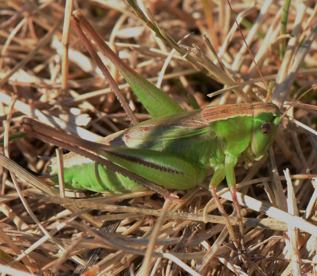 Bicolorana bicolor nel Parco Nazionale dei Monti Sibillini: nuova per le Marche