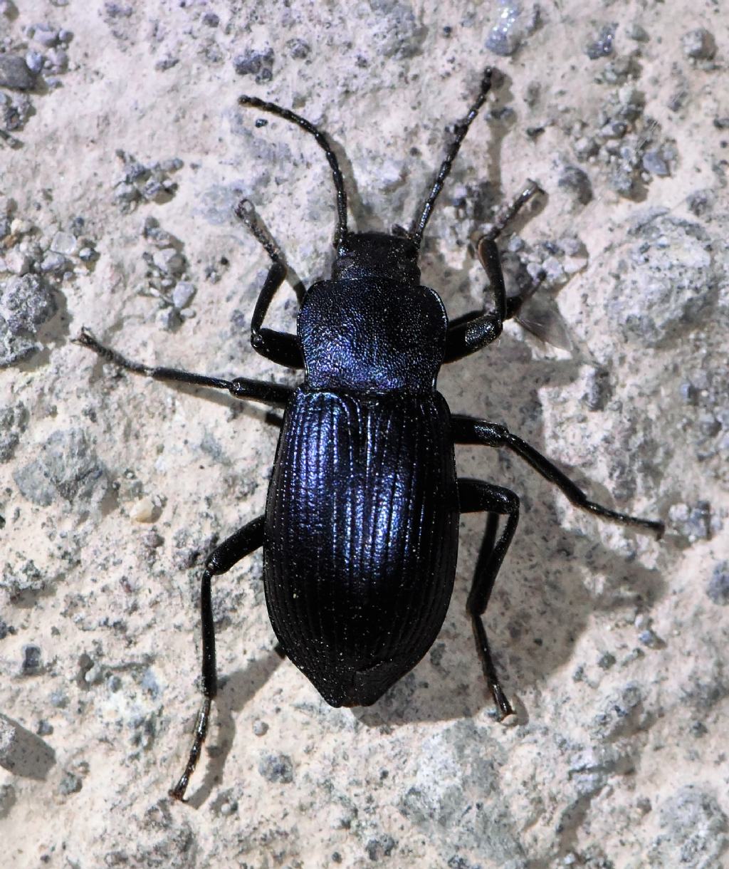 Helops caeruleus, Tenebrionidae