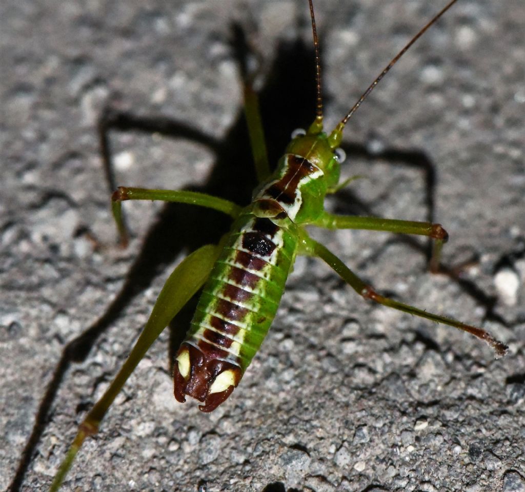 Andreiniimon nuptialis