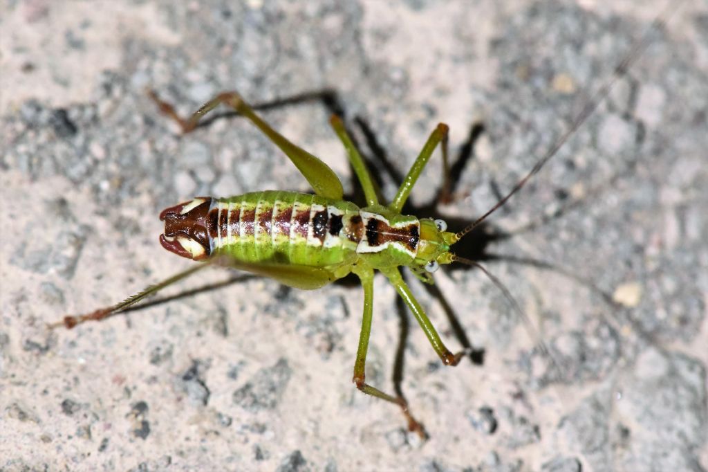 Andreiniimon nuptialis