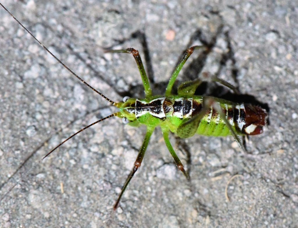 Andreiniimon nuptialis