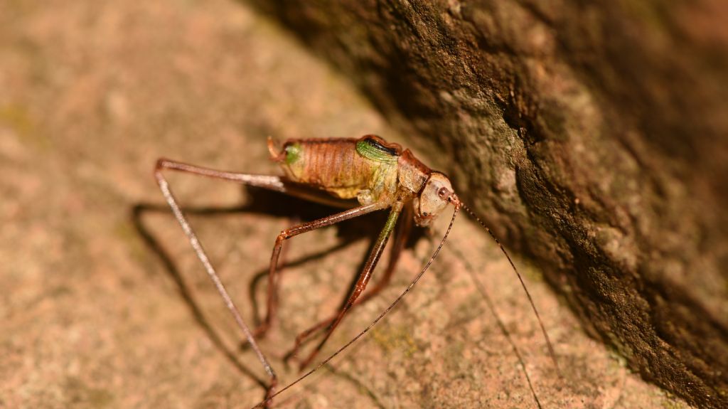 Leptophyes punctatissima