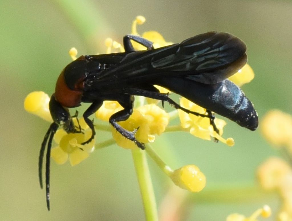 Pompilidae: Homonotus sanguinolentus?