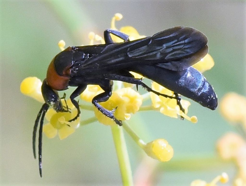 Pompilidae: Homonotus sanguinolentus?