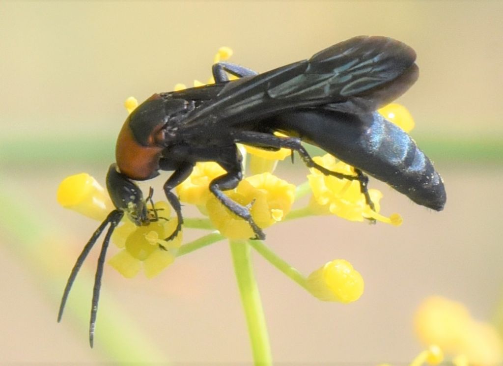 Pompilidae: Homonotus sanguinolentus?