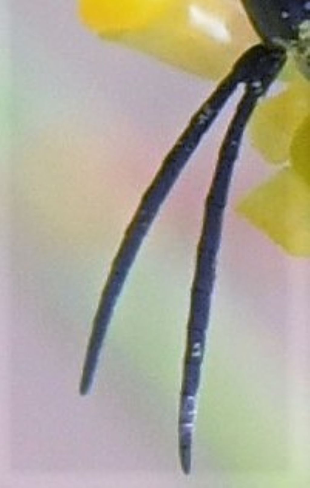 Pompilidae: Homonotus sanguinolentus?