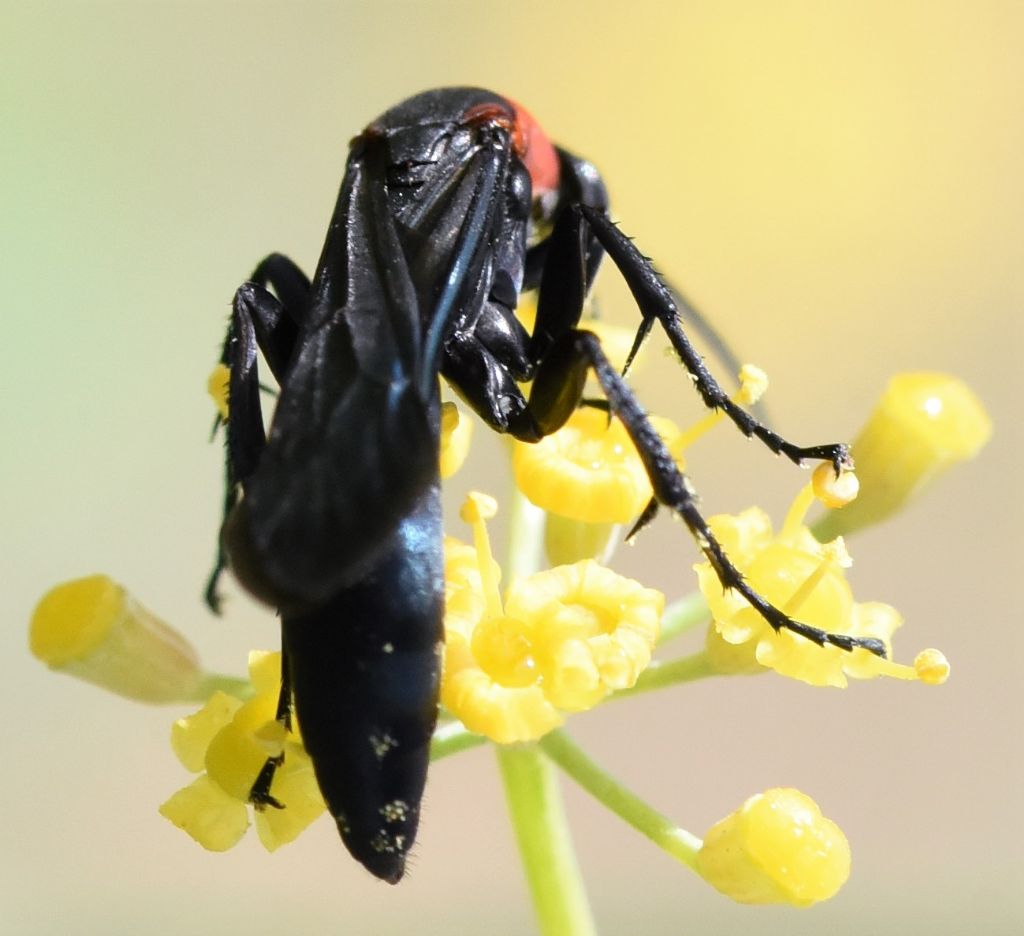 Pompilidae: Homonotus sanguinolentus?