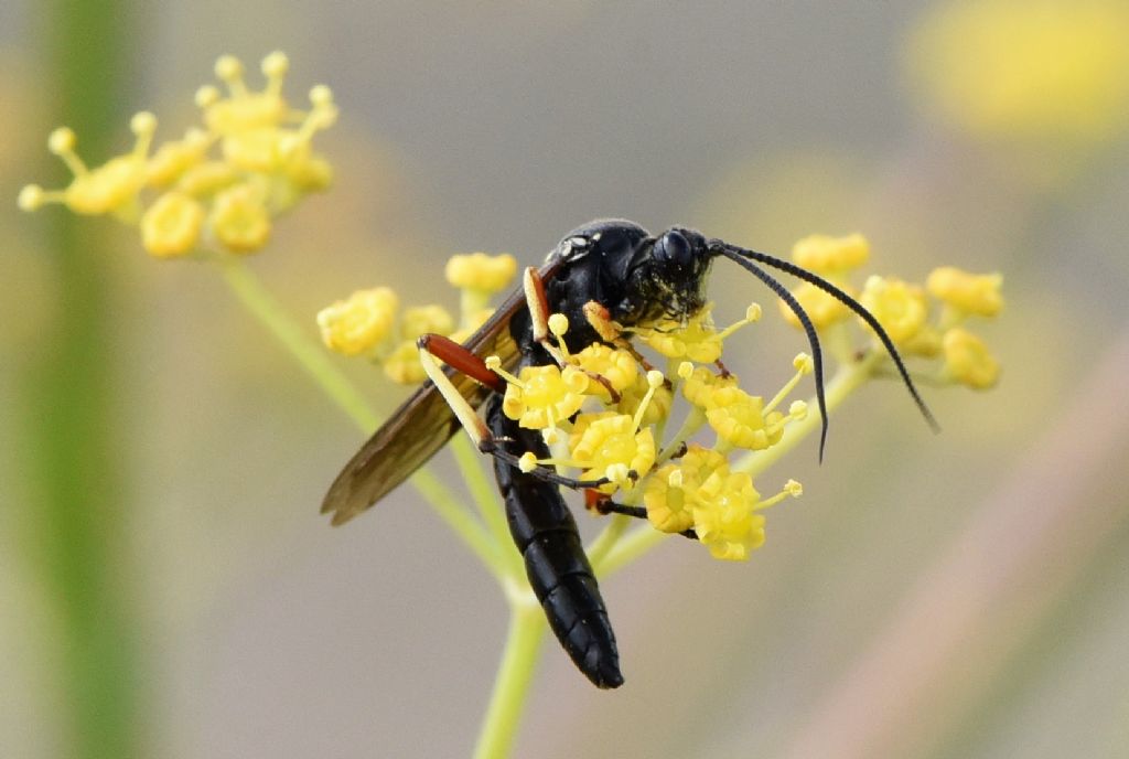 Ichneumonidae: Ctenichneumon edictorius