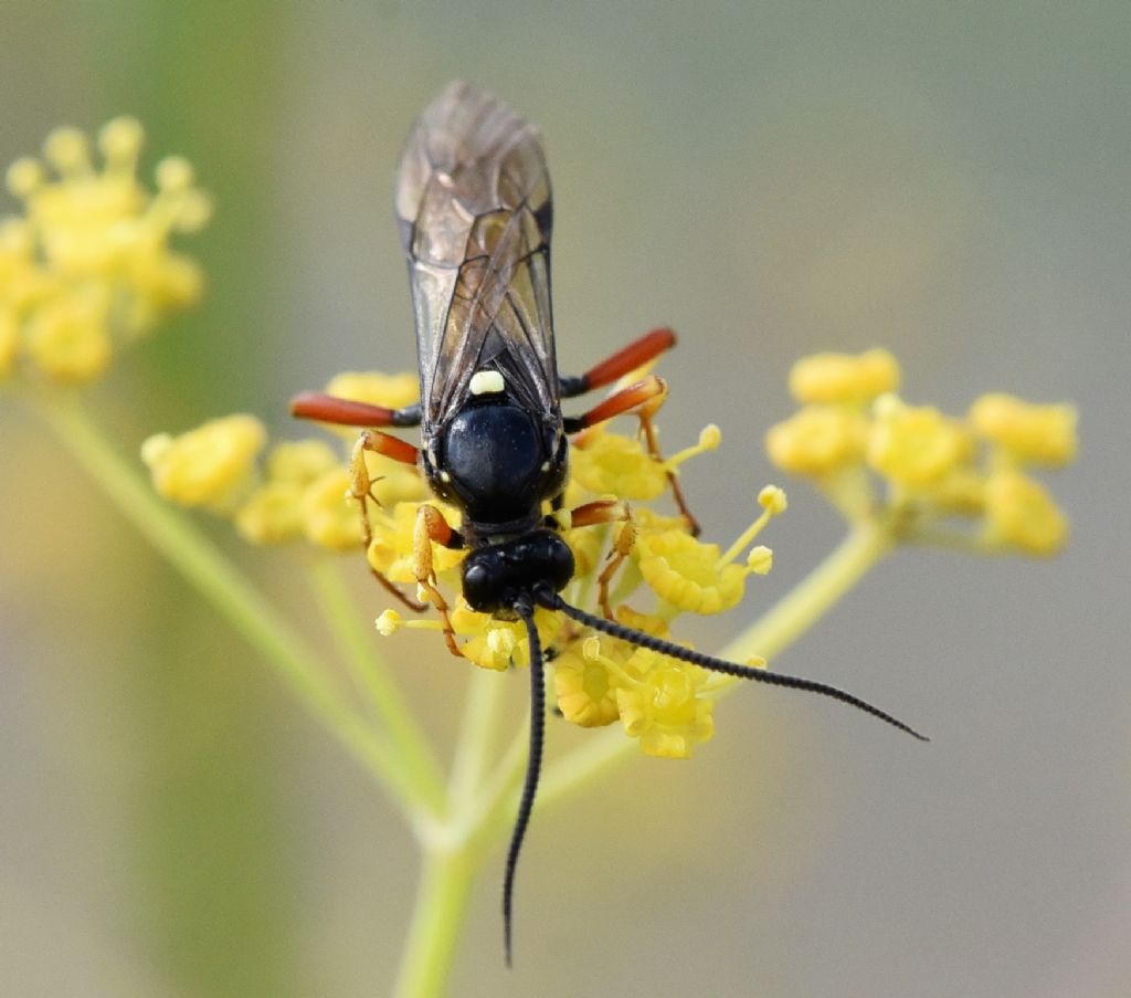 Ichneumonidae: Ctenichneumon edictorius