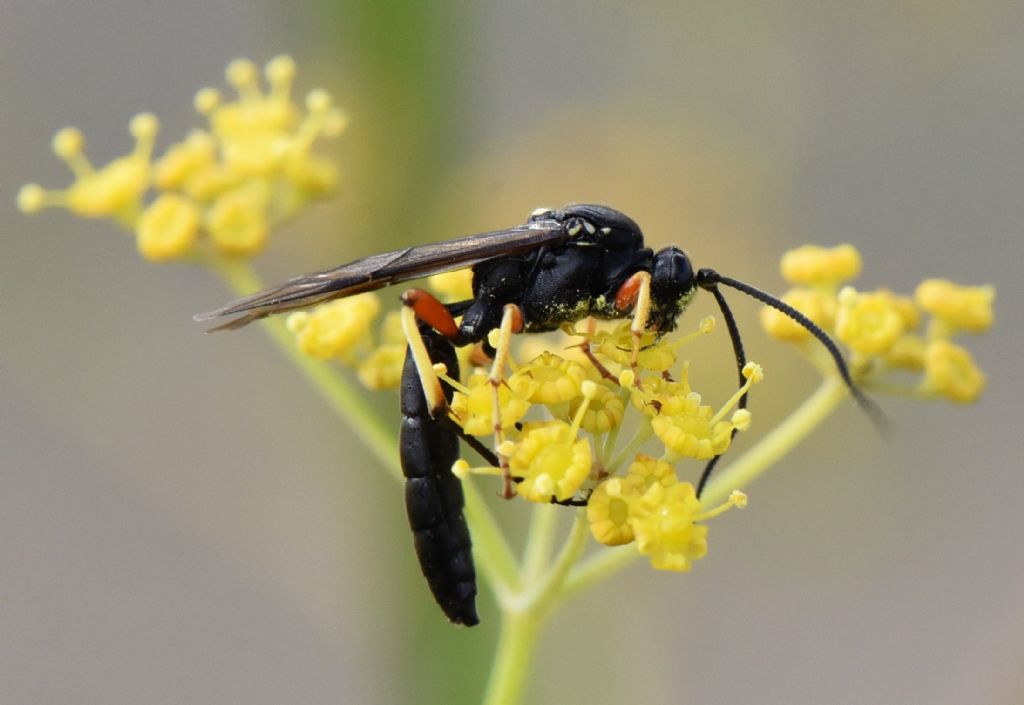 Ichneumonidae: Ctenichneumon edictorius