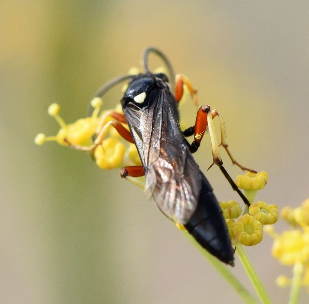Ichneumonidae: Ctenichneumon edictorius
