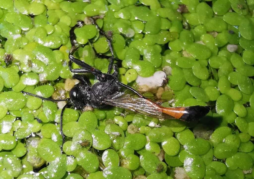 Ammophila?