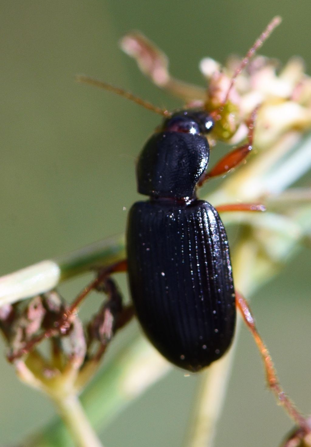 Ophonus incisus? S