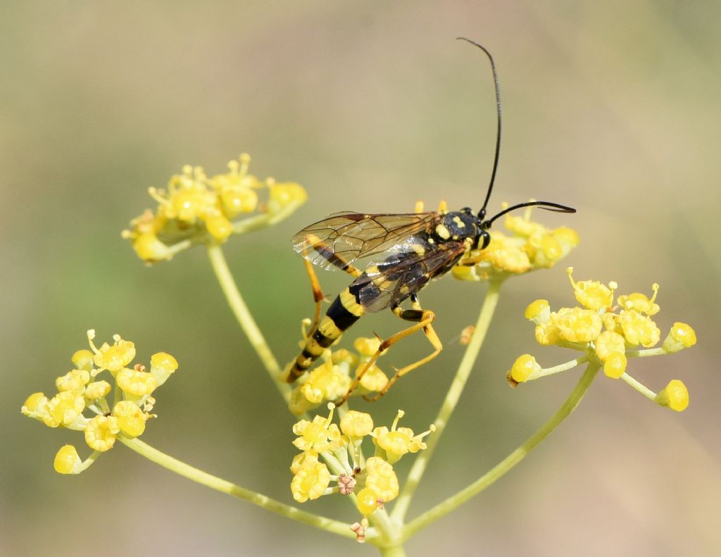 Ichneumonidae: Banchus pictus?  S, femmina