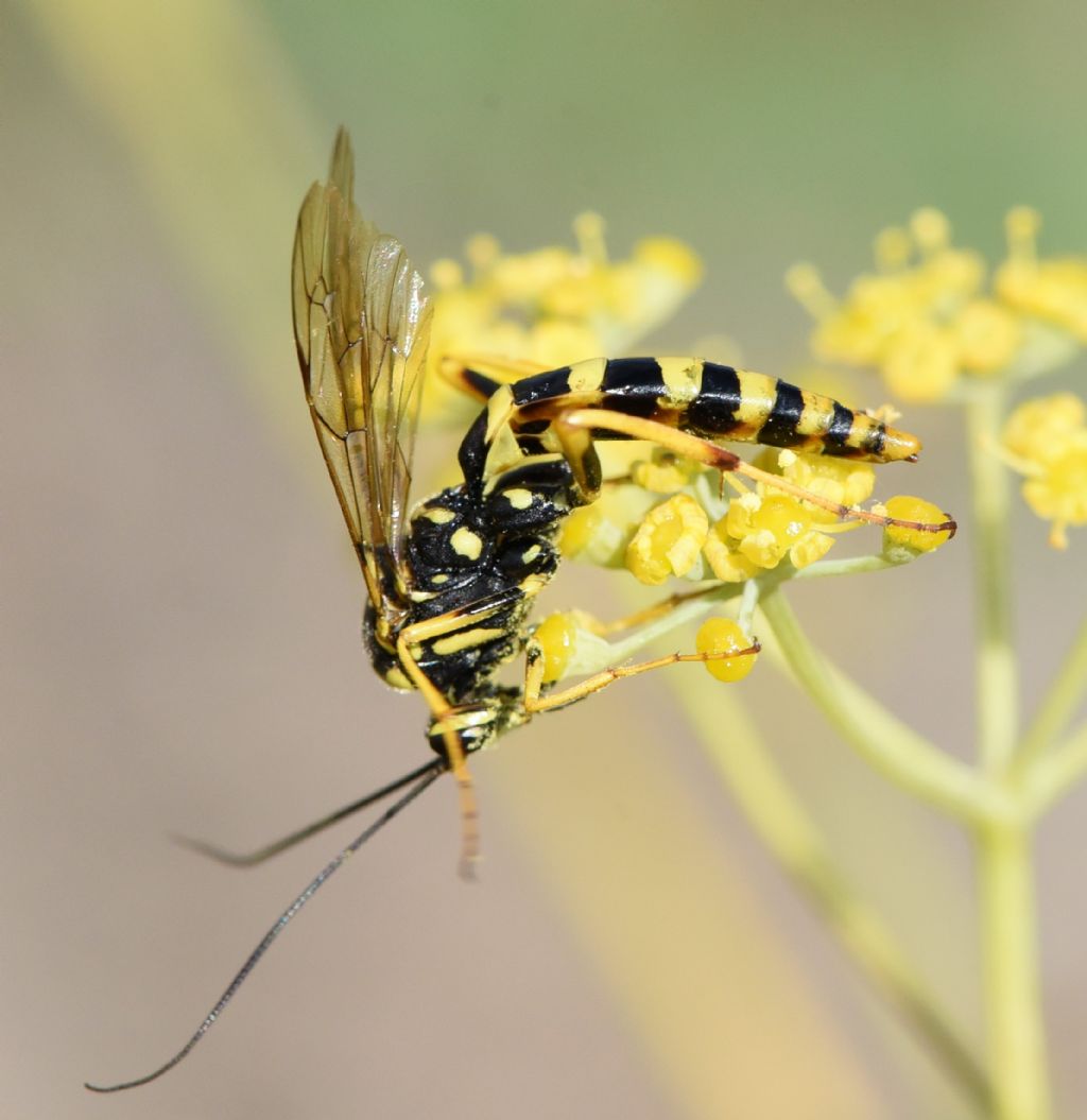 Ichneumonidae: Banchus pictus?  S, femmina