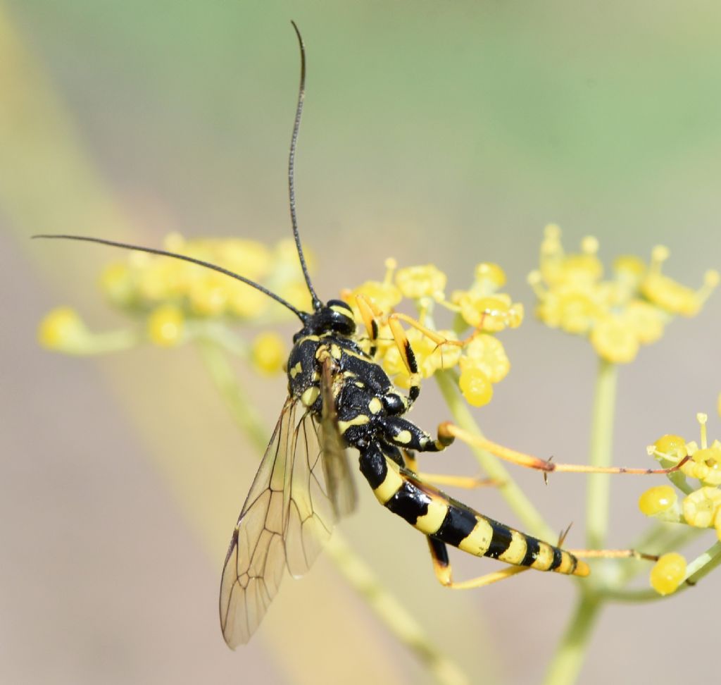 Ichneumonidae: Banchus pictus?  S, femmina