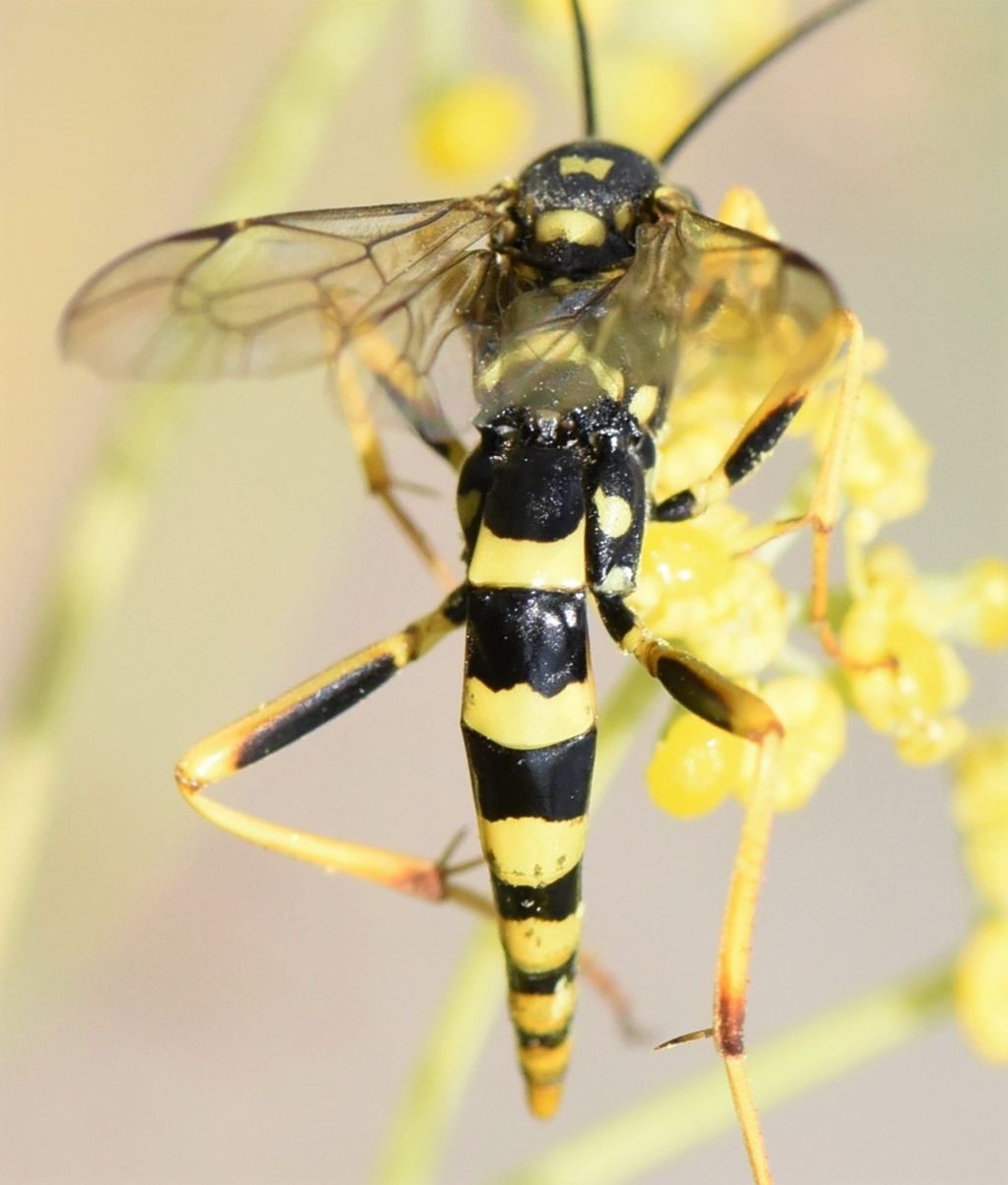 Ichneumonidae: Banchus pictus?  S, femmina